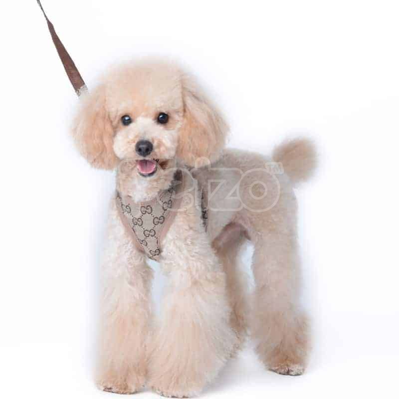Pawcci Designer Dog Harness With Leash Set