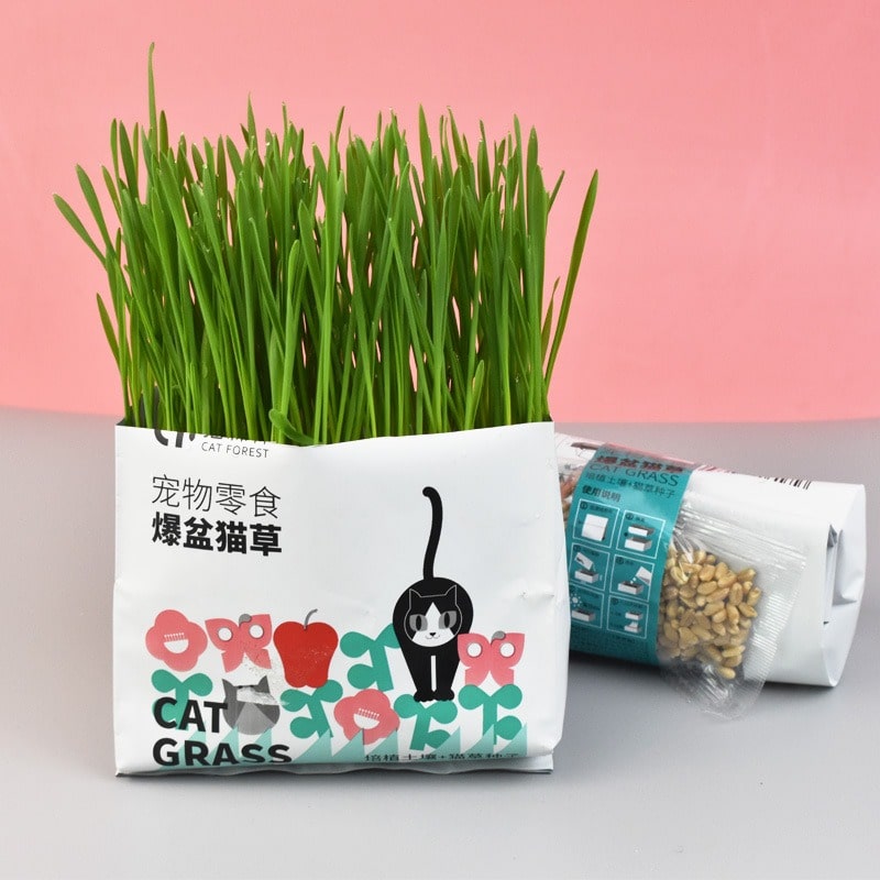 Cat Grass Soilless Culture Kit Graines d'herbe avec sac en papier